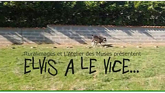 Elvis a le vice